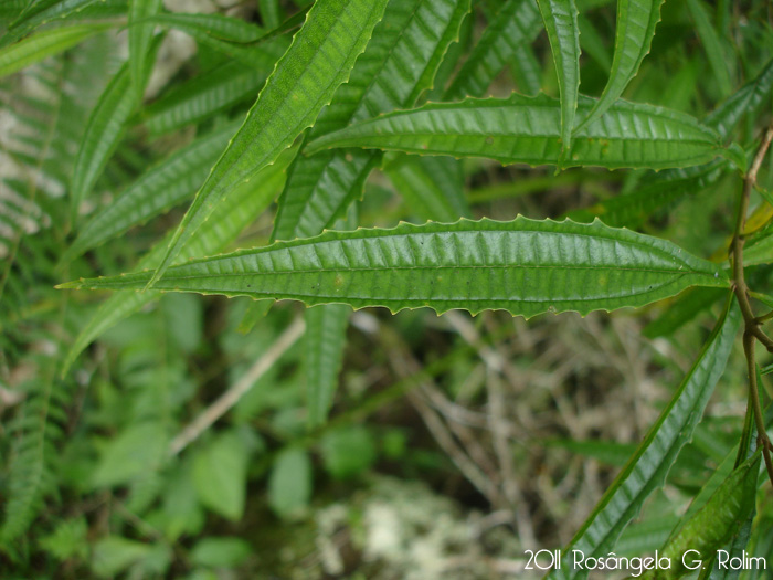 Miconia sellowiana