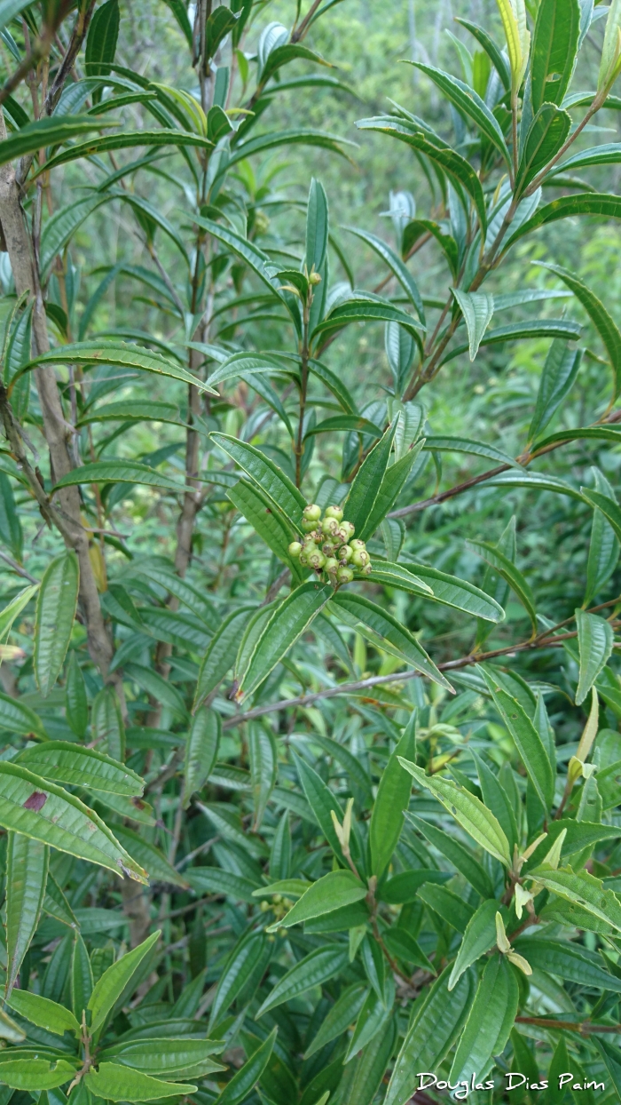 Miconia sellowiana