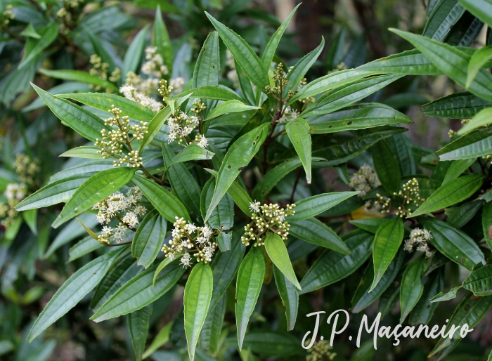 Miconia sellowiana