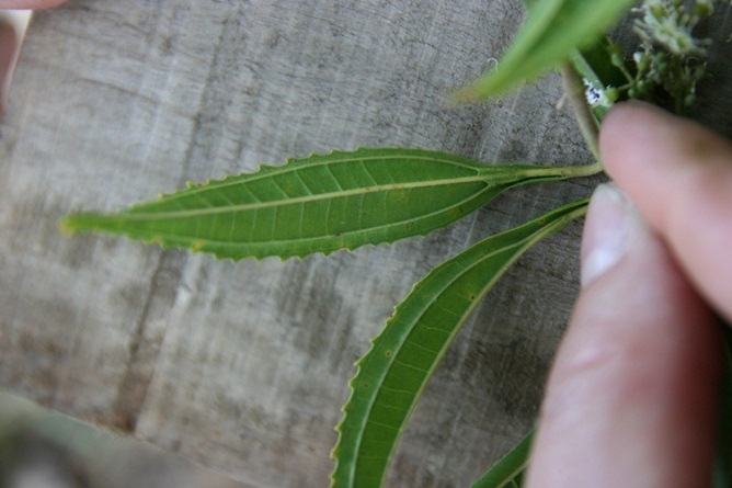 Miconia sellowiana