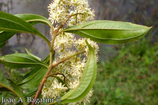 Miconia sellowiana