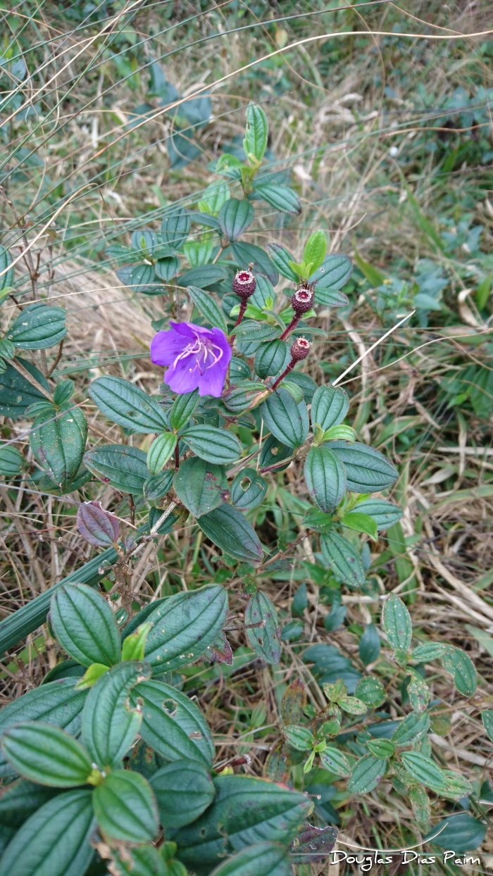 Tibouchina trichopoda