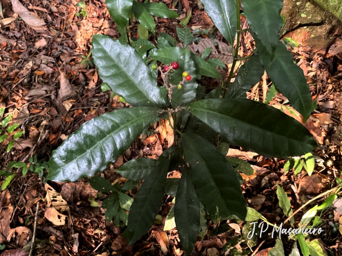 Eumachia astrellantha