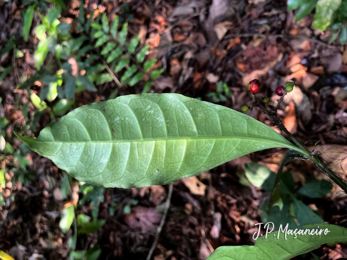 Eumachia astrellantha