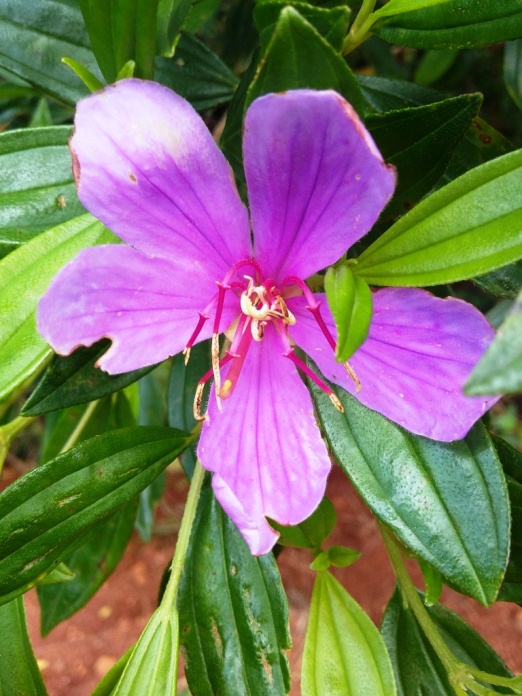 Tibouchina sellowiana