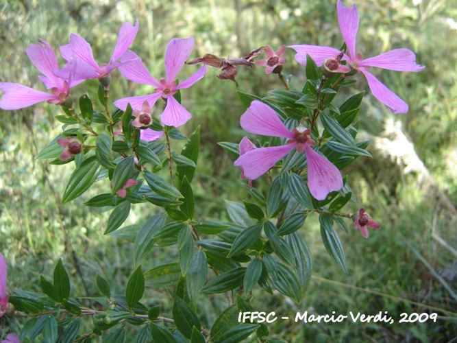 Tibouchina sellowiana