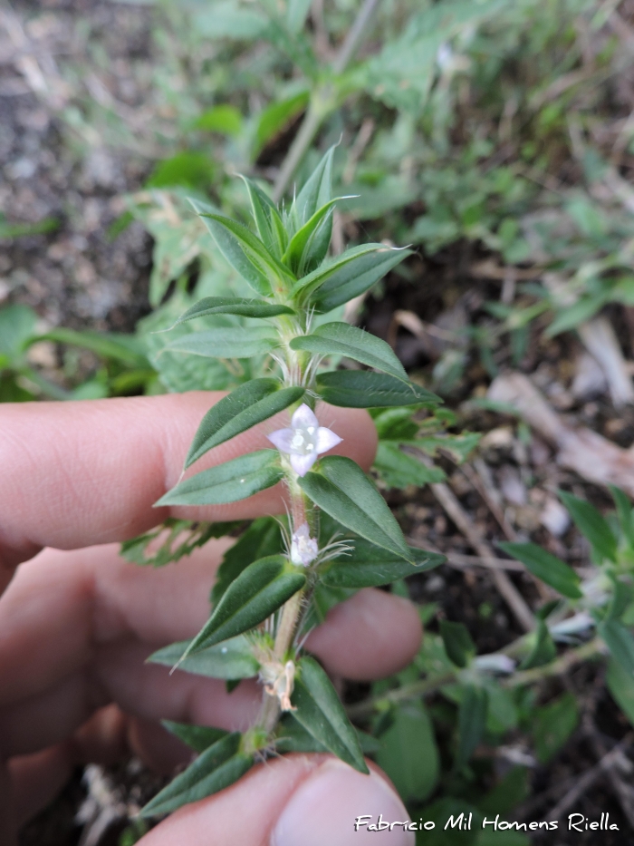 Hexasepalum apiculatum