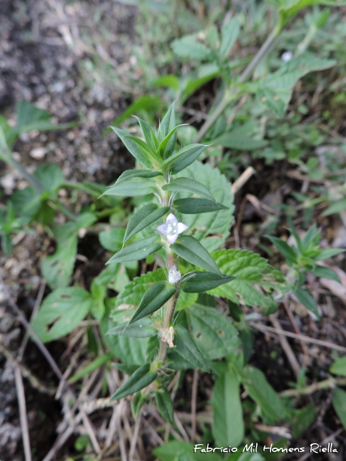 Hexasepalum apiculatum