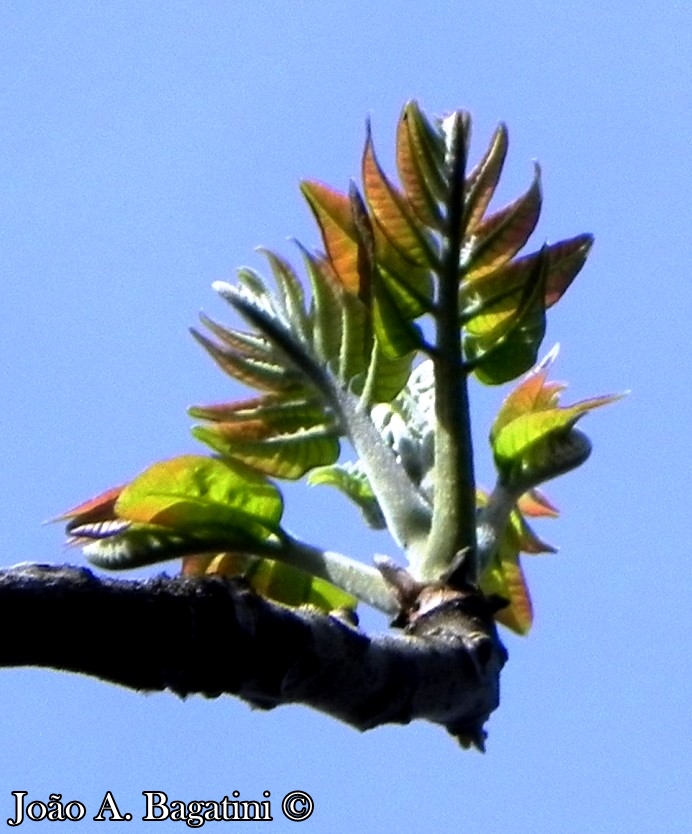 Cedrela fissilis