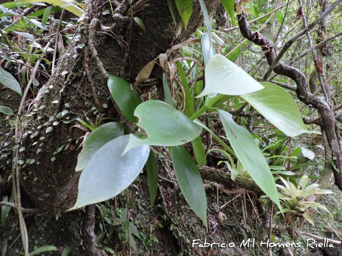 Hillia illustris
