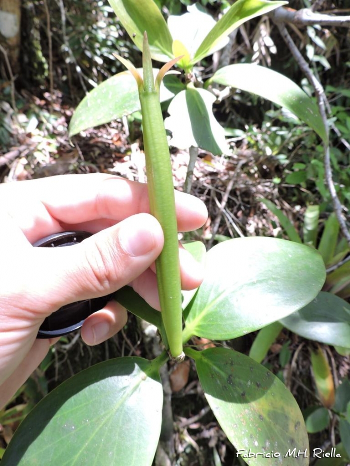 Hillia illustris