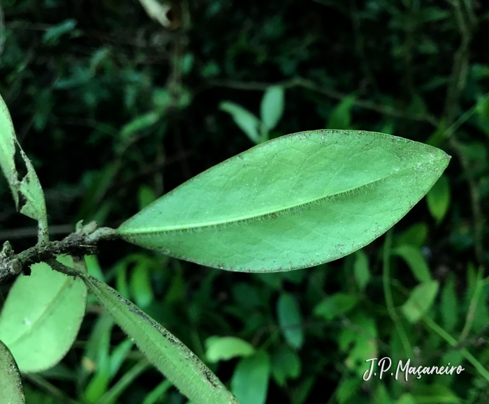 Rudgea coriacea