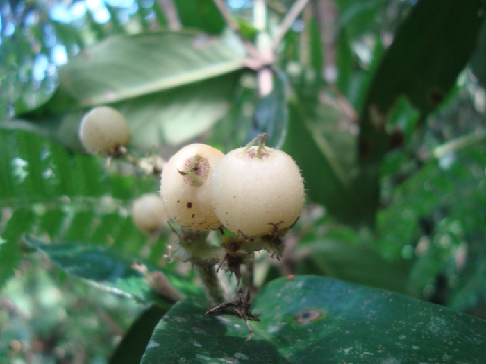 Rudgea coriacea