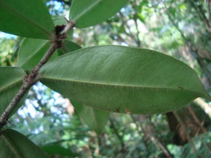 Rudgea coriacea