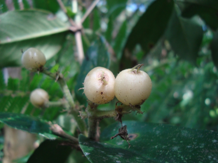Rudgea coriacea