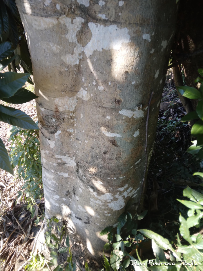 Albizia polycephala