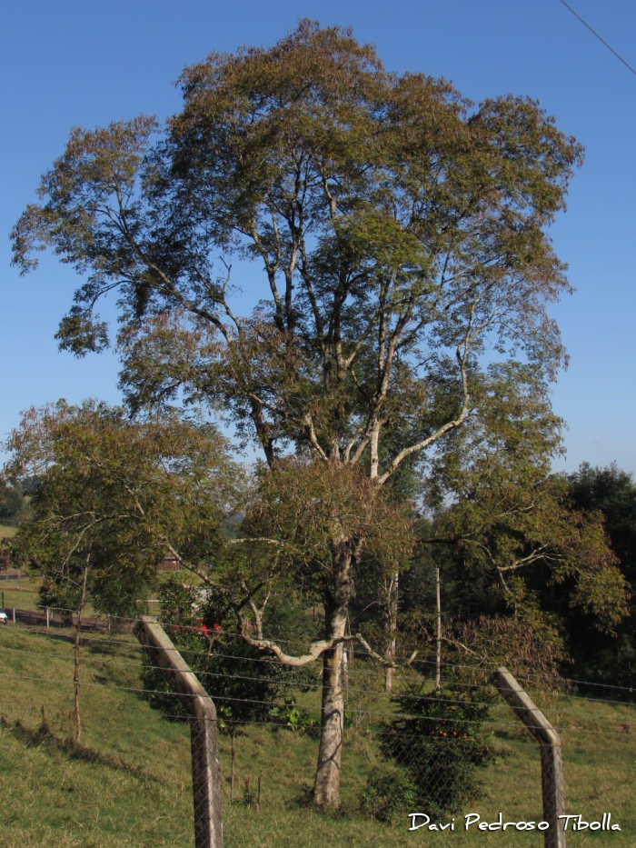 Albizia polycephala