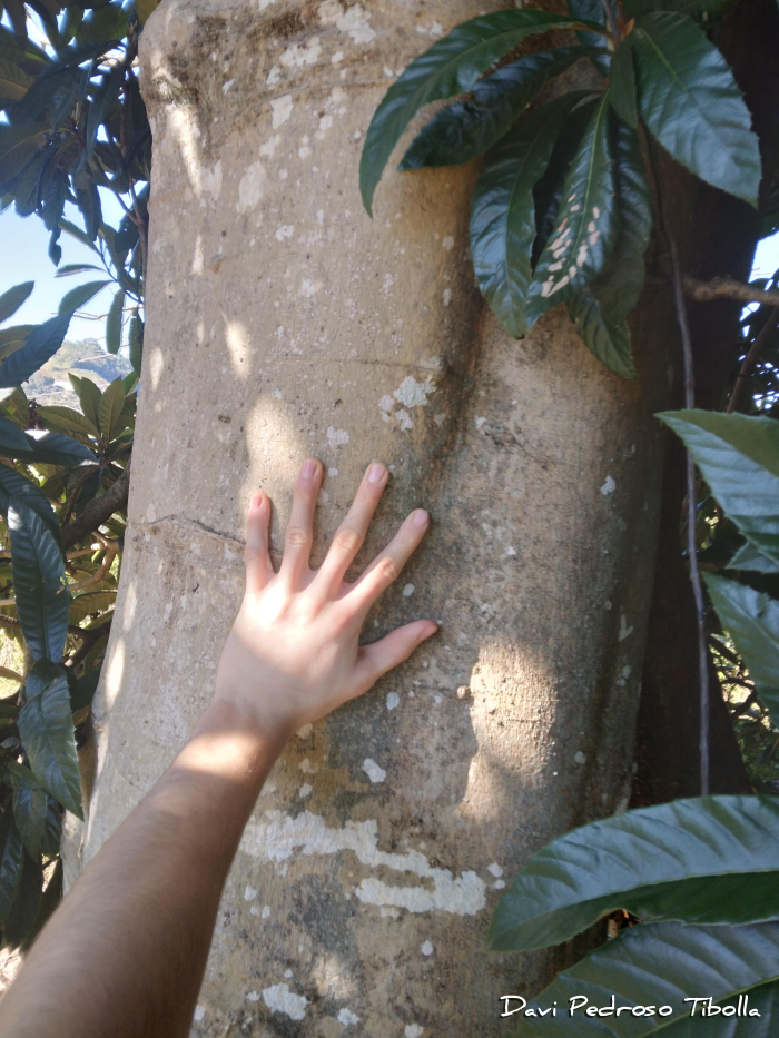 Albizia polycephala