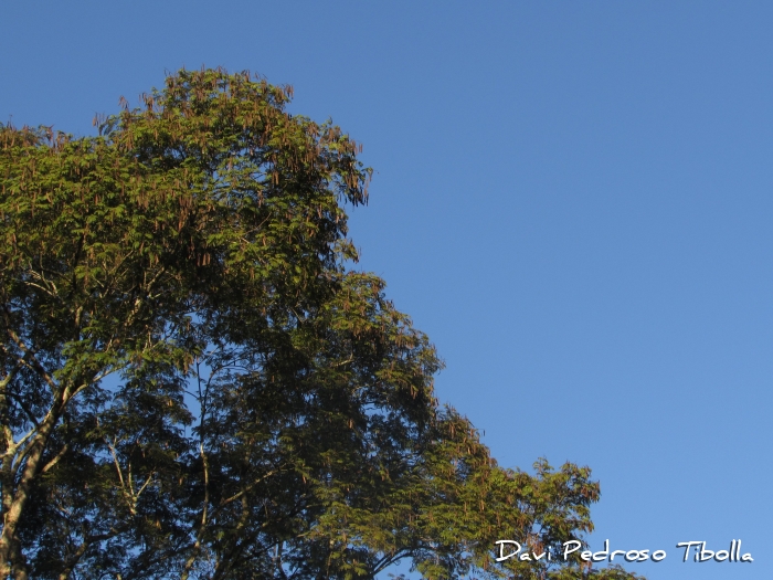Albizia polycephala