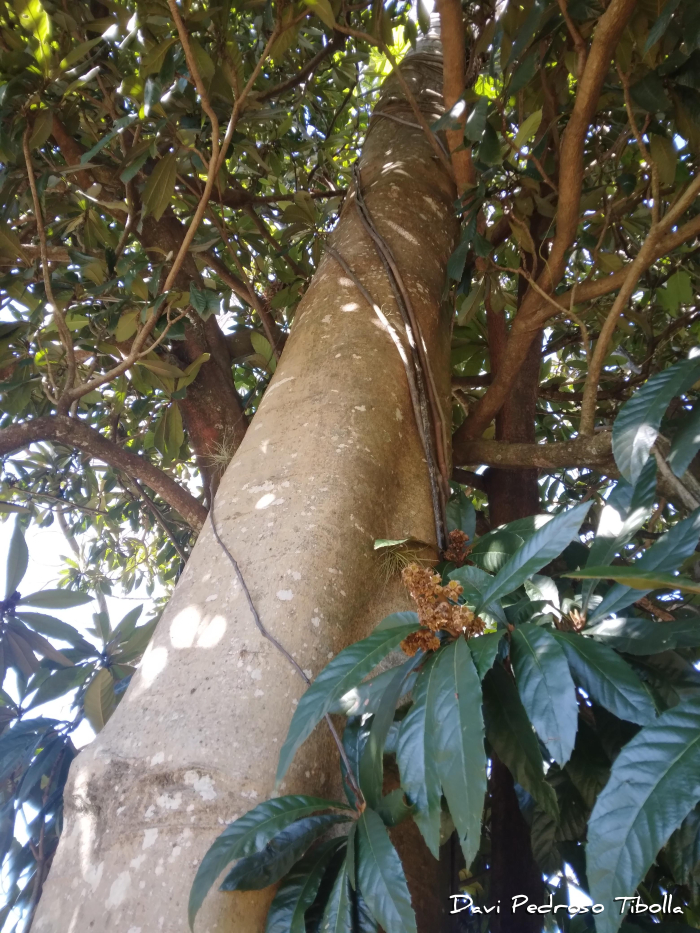 Albizia polycephala