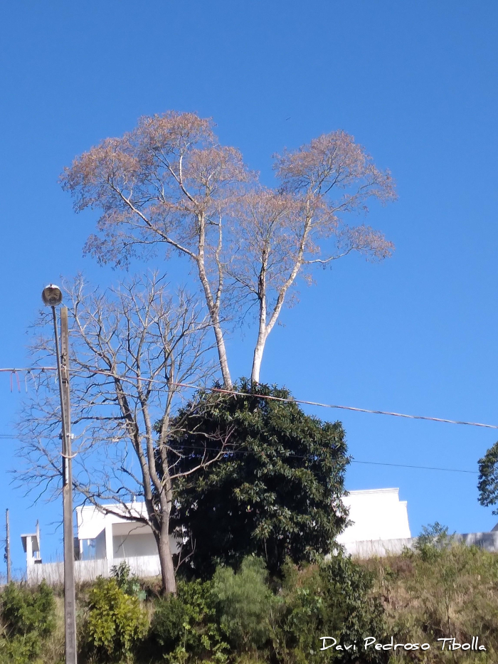 Albizia polycephala
