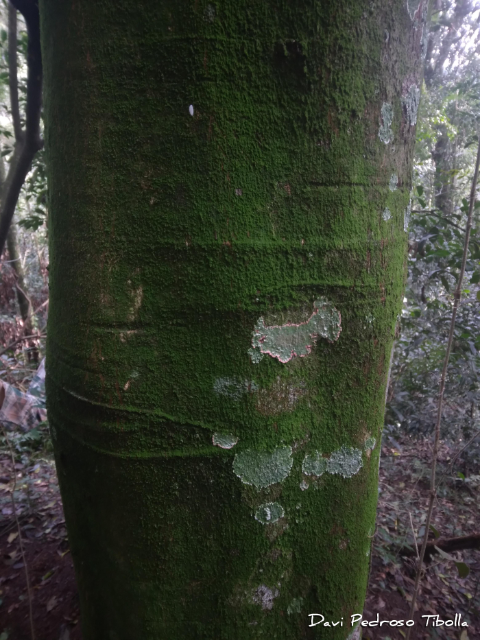 Albizia polycephala