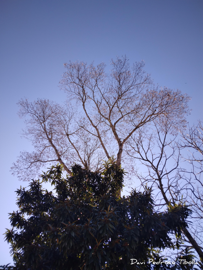 Albizia polycephala