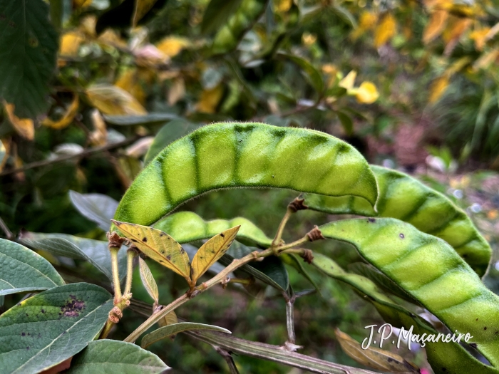 Cajanus cajan