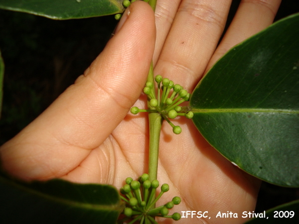 Heisteria silvianii