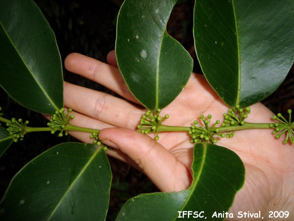 Heisteria silvianii