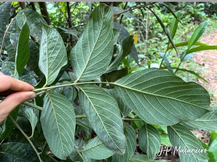 Dahlstedtia muehlbergiana