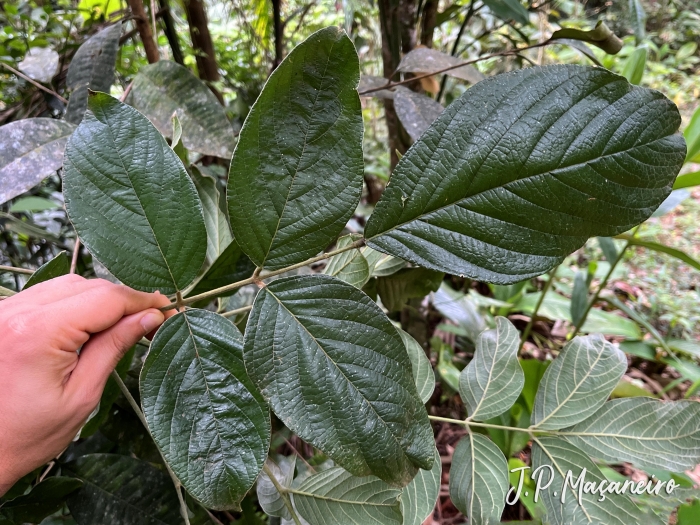 Dahlstedtia muehlbergiana