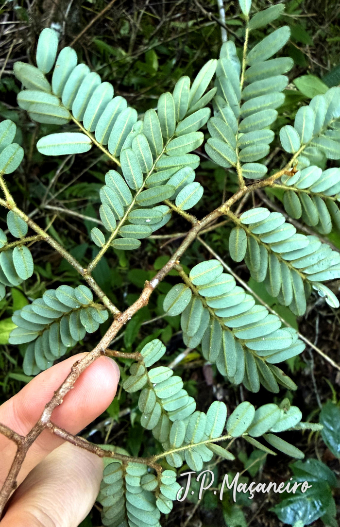 Dalbergia lateriflora