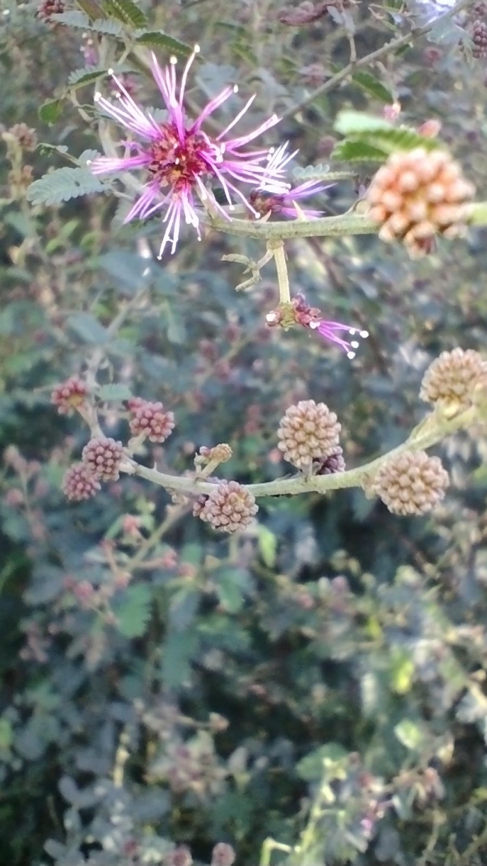Mimosa terribilis