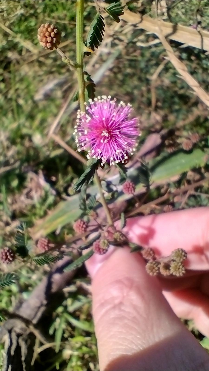 Mimosa terribilis