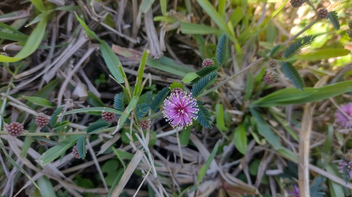 Mimosa terribilis