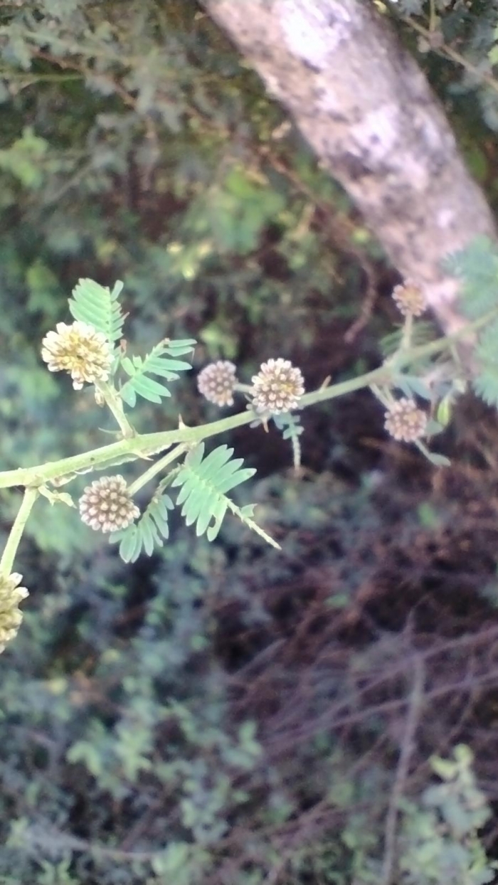 Mimosa terribilis