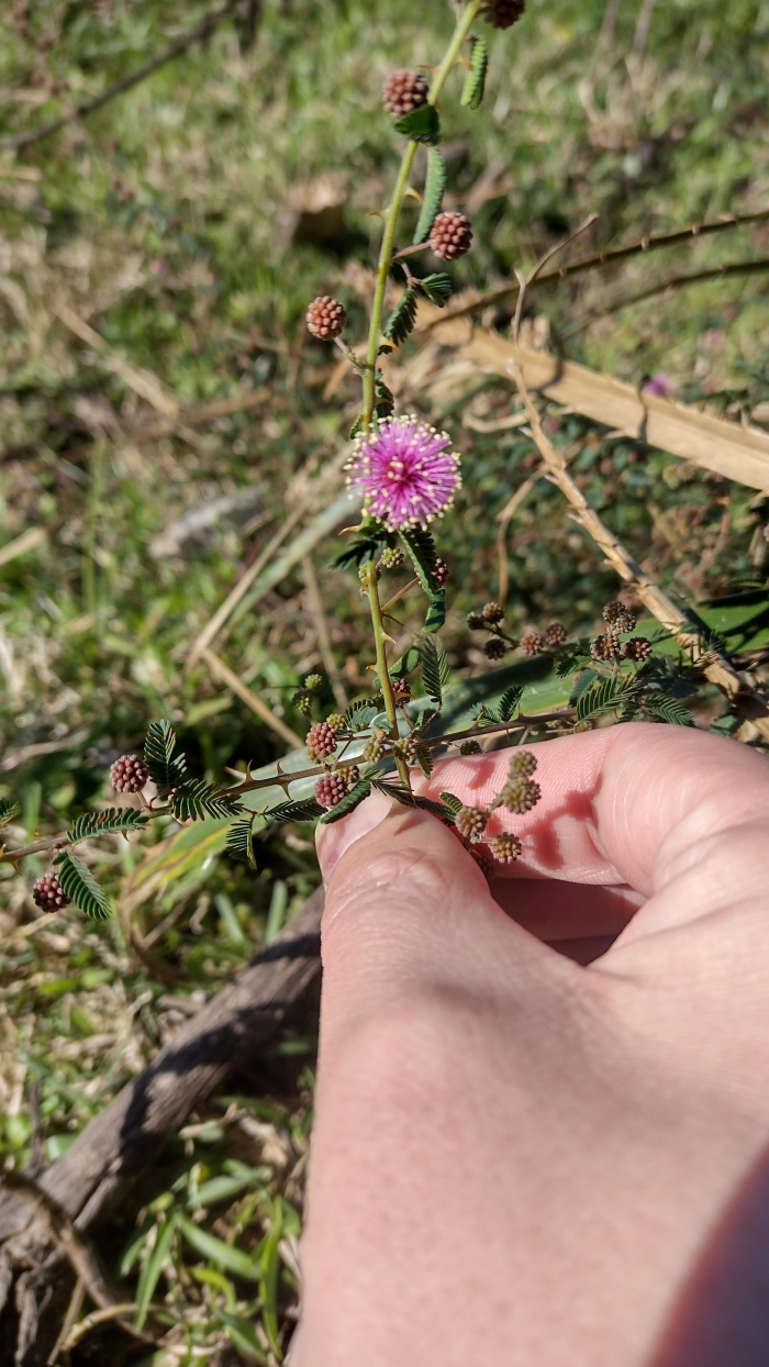 Mimosa terribilis