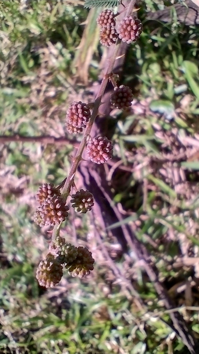 Mimosa terribilis