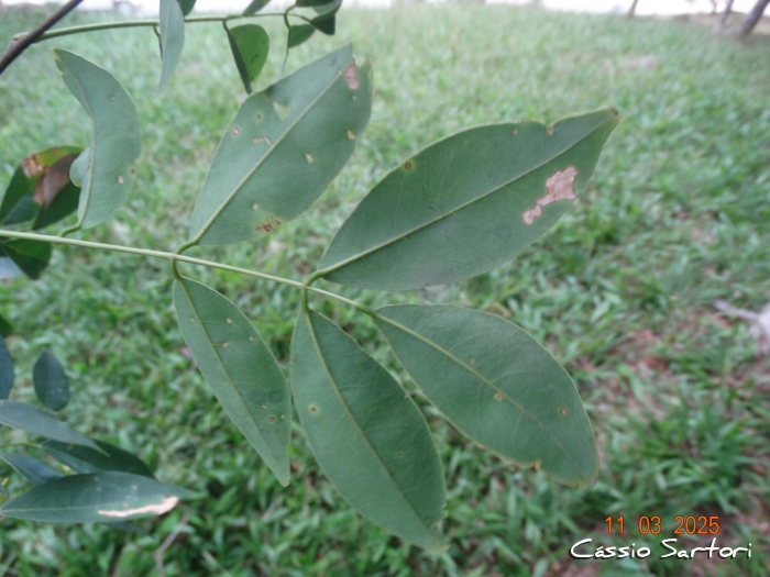 Muellera grazielae
