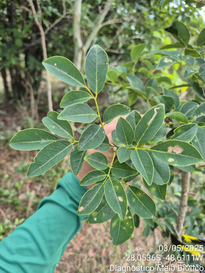 Muellera grazielae