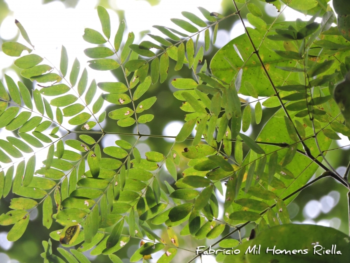 Piptadenia paniculata