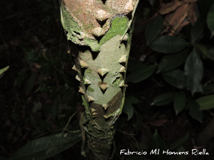 Piptadenia paniculata