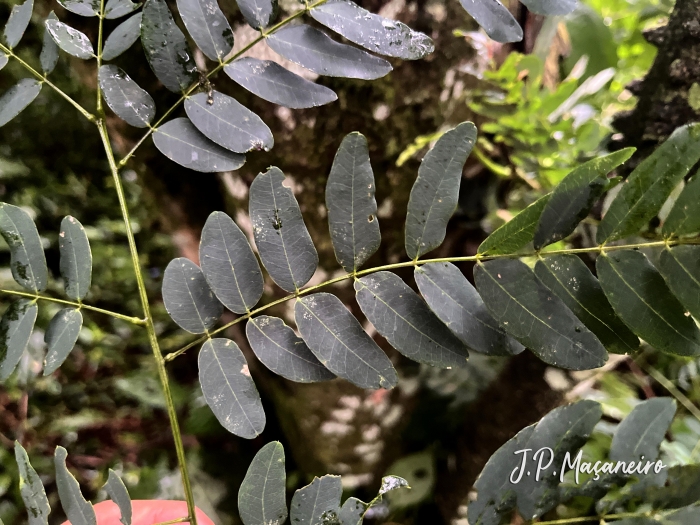 Piptadenia paniculata
