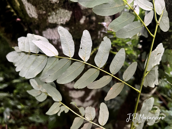 Piptadenia paniculata