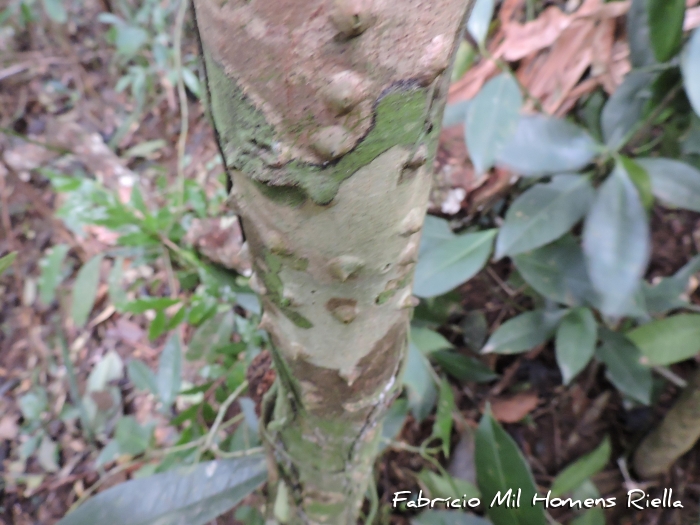 Piptadenia paniculata