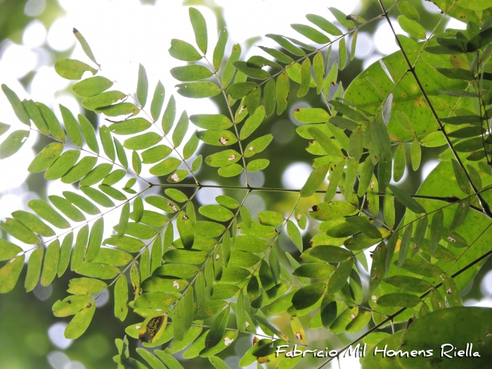 Piptadenia paniculata