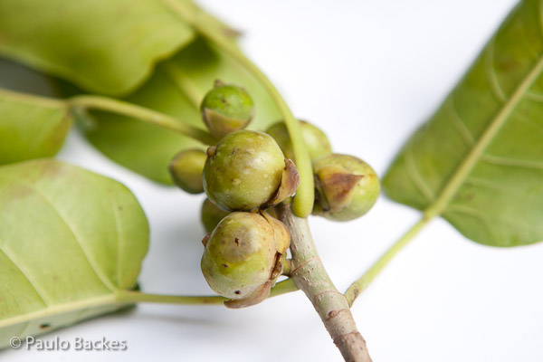 Ficus eximia