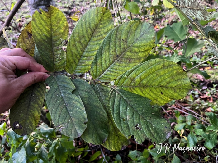 Senna alata