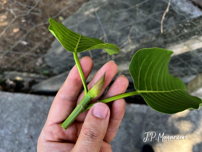 Ficus eximia